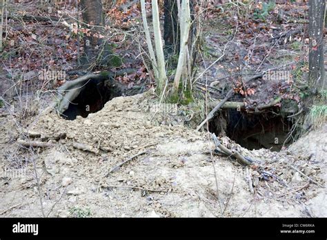 Hibernation bear winter sleep animal hi-res stock photography and images - Alamy