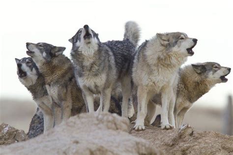 The Wild Animal Sanctuary - Keenesburg, Colorado Rescued wolf pack ...