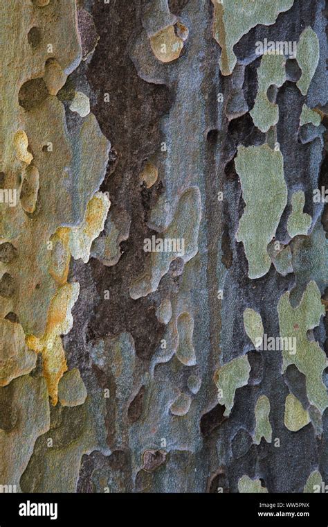 Plane tree bark Stock Photo - Alamy