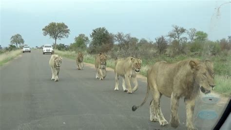 Largest Lion Pride Ever Marching in Road