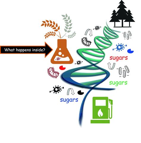 Ecology insights improve plant biomass degradation by microorganisms