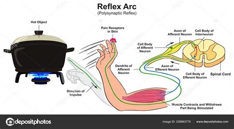 Reflex Arc Diagram Simple