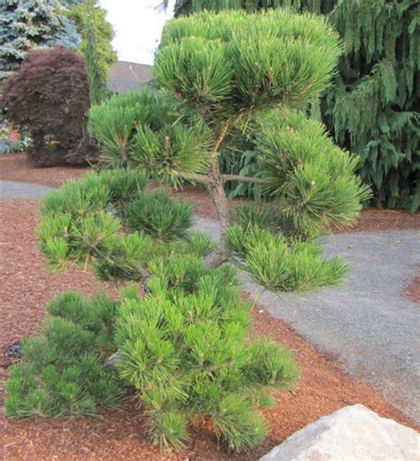 Pinus thunbergiana ' Hakuho ' Dwarf Japanese Black Pine - Kigi Nursery