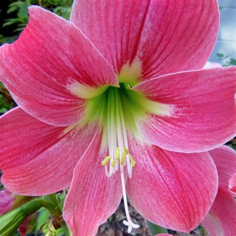 Amaryllis: Plant Care and Collection of Varieties - Garden.org