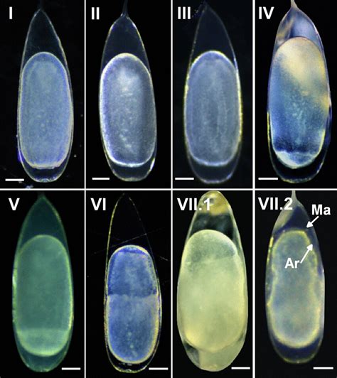 Octopushubbsorum: stages I‒VII.2 of embryonic development. Ar Arm ...