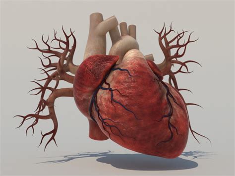 Anatomy Of Heart 3d - Explore Organs & Anatomy Diagram