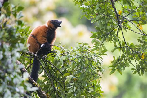 How to Master Rainforest Photography and Filmmaking