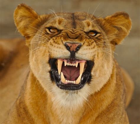 Image result for lioness snarling | Majestic animals, Big cat diary ...