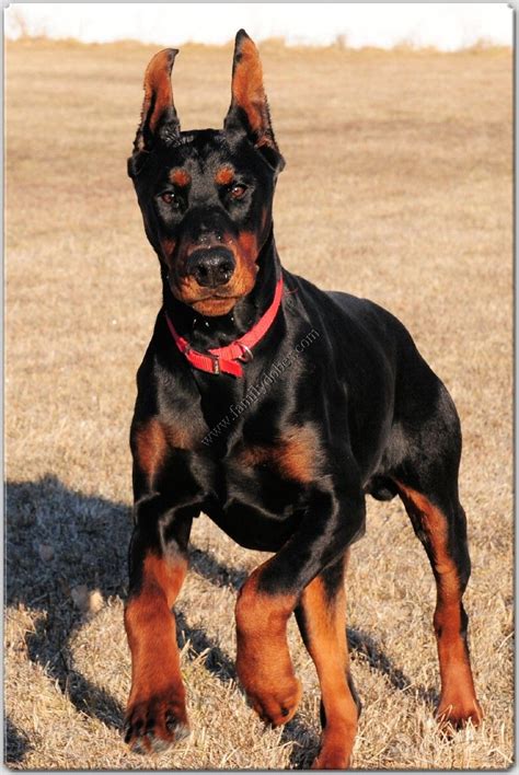 Rottweiler Cropped Ears And Tail | 09rosaline