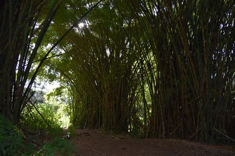 Hawaii Tubing in an Old Sugar Cane Plantation | www.sweetteasweetie.com ...