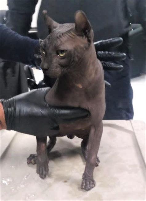 Hairless cat with Mexicles gang tattoo seized at Juárez state prison