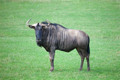 Wildebeest in savanna 717996 Stock Photo at Vecteezy