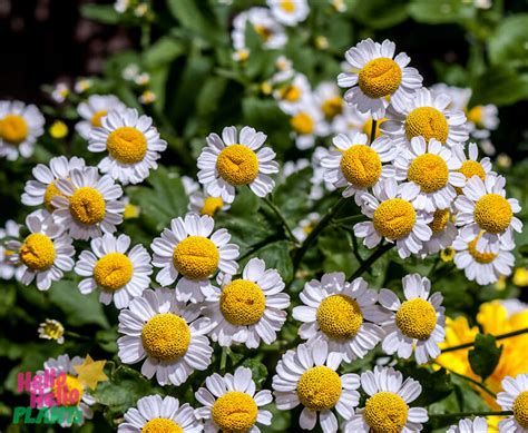 Pyrethrum 4" Pot - Hello Hello Plants