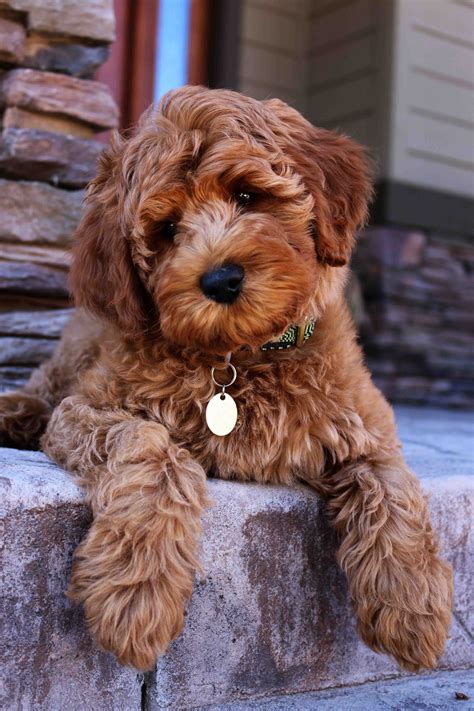 Pets #labradoodles cute labradoodles, shaved labradoodle, labradoodle ...