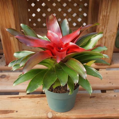 Neoregelia Red Bromeliad Plant - Nestreeo.com