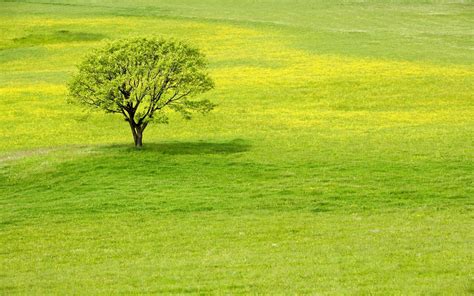 Free photo: Greenery - Bright, Green, Landscape - Free Download - Jooinn