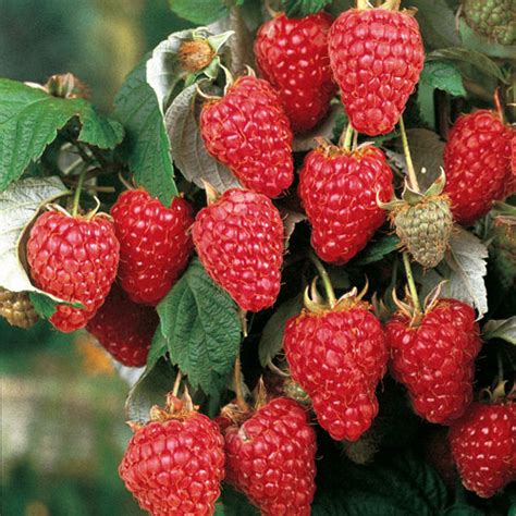 Raspberry Plants Archives - Ison's Nursery & Vineyard