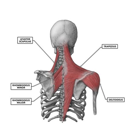 Shoulder Muscles, Part 2: Posterior Musculature - An Tâm