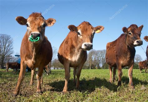 Jersey cow — Stock Photo © Ukrainian #2962998