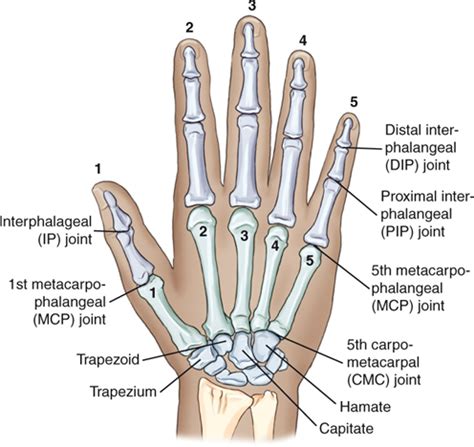 Chapter 4- Upper Limb Flashcards | Quizlet