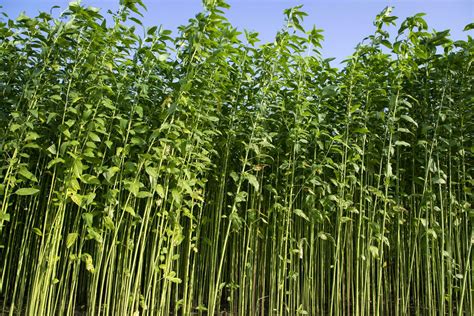 Jute plants growing in a field in the countryside of Bangladesh ...