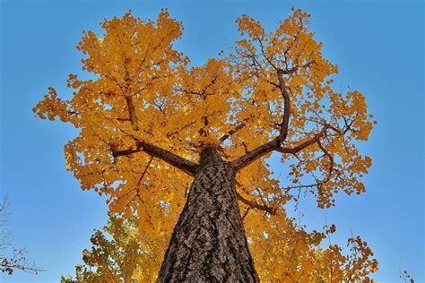 Gingko tree | Gingko, Tree, Plants