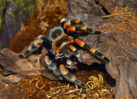 Do Tarantulas Have Venom? Science, Handling, Tips – Mercury Pets