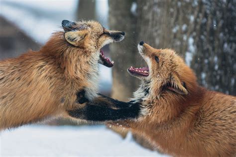 Free Photo: Two Foxes Fighting in Forest in Winter Time