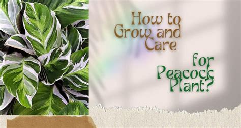 How to Grow and Care for Peacock Plant? - HousePlantsInfo.com