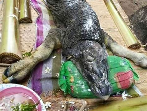 This half-buffalo, half-crocodile 'hybrid' probably just has bad skin | The Independent | The ...