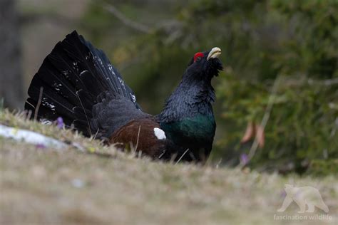 Wild Bavaria - Fascination Wildlife