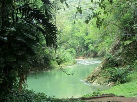 Rain forest in Jamaica. I took this picture and I'm ready to go back ...