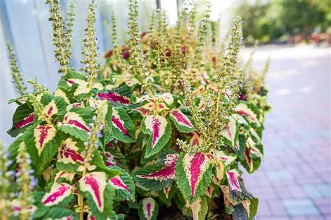 Types of Coleus: The Top 20 Varieties of Coleus - A-Z Animals