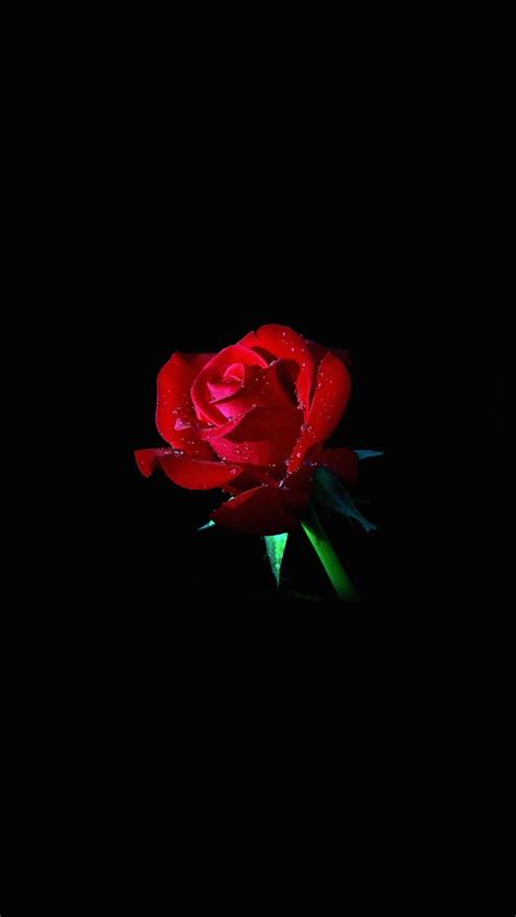 Beautiful High Quality Red Rose with Black Background HD Wallpaper Images for Desktop