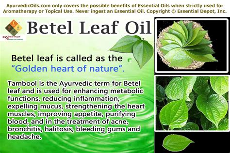 Health benefits of Betel leaf oil | Essential Oil