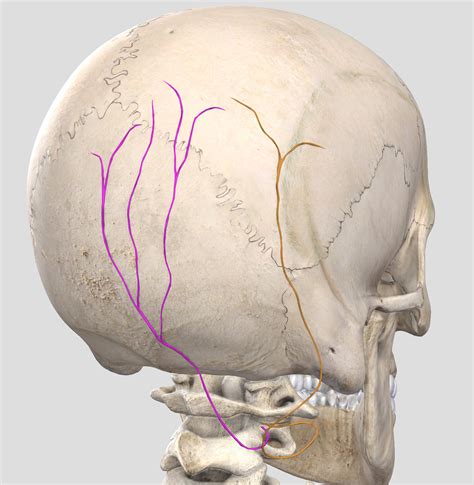 Occipital Neuralgia Images