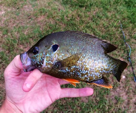 Pumpkinseed Details - GA Fish Finder