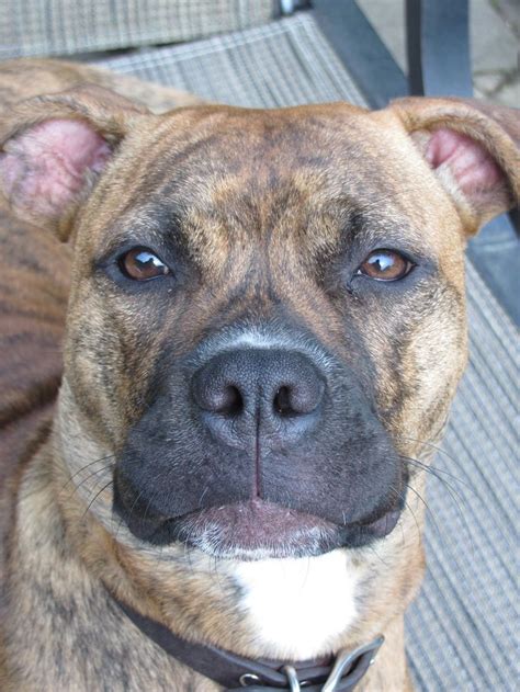 15 best Pit Bull Boxer Mix images on Pinterest | Boxer, Boxers and Pit bull