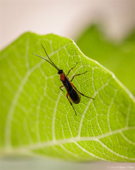 Stephen Philips - Fall Desert Insects