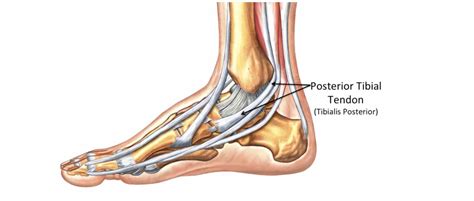 Tibialis Posterior: Pain On The Inside Of The Ankle