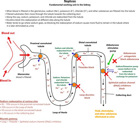 Illustration of the nephron and the mechanism of diuretics | Physiology ...