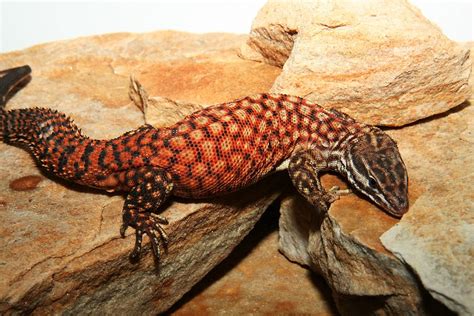 Reptiles Rawr!: Red Ackie, Spiny-tailed monitor