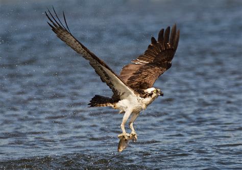 Birds and Critters of Clear Lake, California - Eyes of the Wild