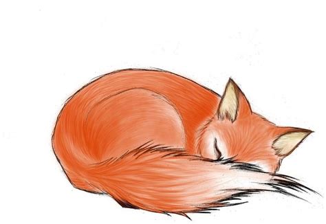 a drawing of a sleeping red fox on a white background with the tail ...