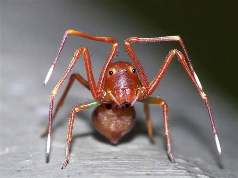 a close up of a spider on a piece of wood