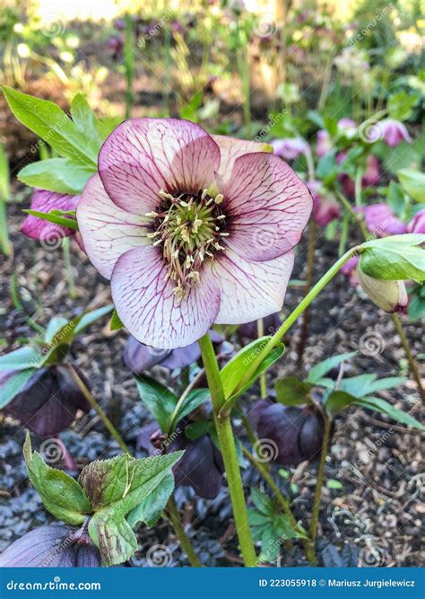 Lenten Rose stock photo. Image of hellebore, botany - 223055918