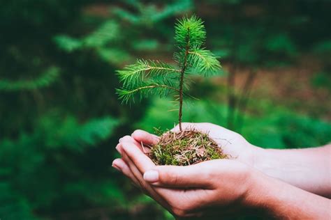 How Fast Does A Pine Tree Grow? - Botanic Box