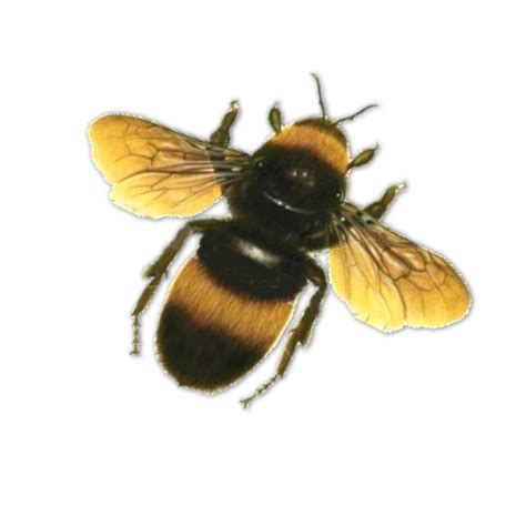 Honey clipart drone bee, Honey drone bee Transparent FREE for download on WebStockReview 2024