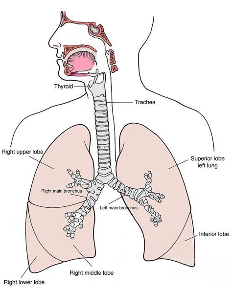 Illustration Of Respiratory System Photograph by Science Source