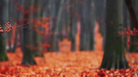 Colored autumn trees and leaves in the fog image - Free stock photo - Public Domain photo - CC0 ...